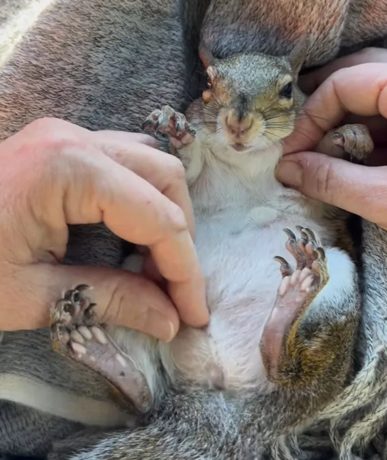 "Oh, moj Bože, tako je prekrasna. Sviđa mi se kako vjeverica hvata četku za jo&scaron; spa tretmana", komentarima se pridružio i četvrti.