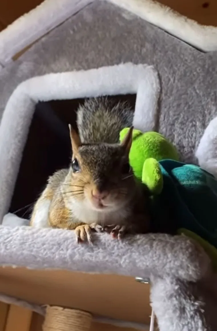 I dok se jedni ne prestaju topiti nad Mominom slatkoćom, drugi postavljaju znatiželjna pitanja o životu s ovakvim neobičnim kućnim ljubimcem.