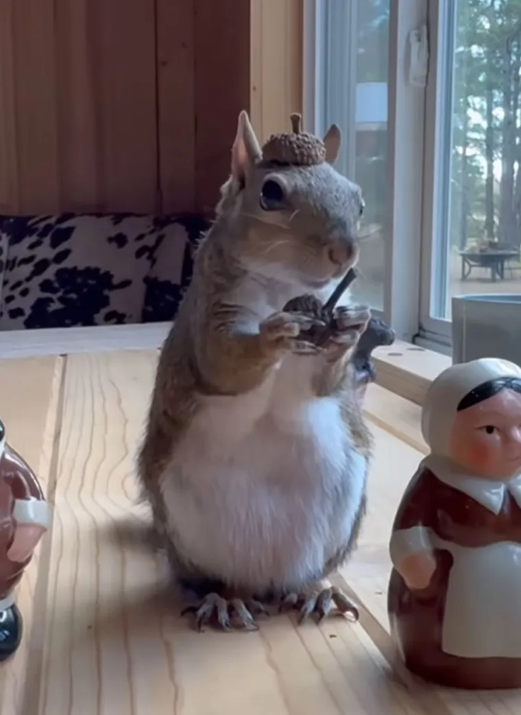 Gledajući videa Momo i njezine vlasnice, nemoguće je ne osjetiti toplinu, nježnost i radost koju ta mala životinjica unosi u svakodnevicu.