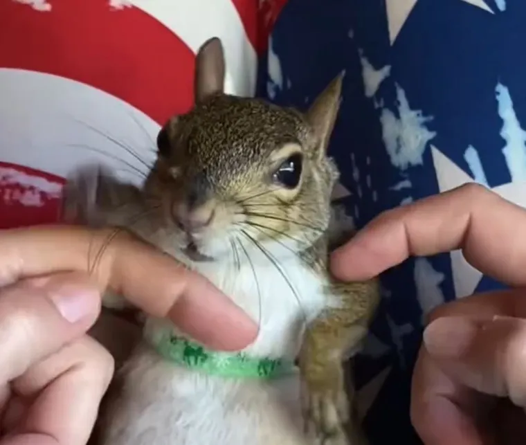 Ona pokazuje koliko i životinje &ndash; čak i one koje obično vežemo uz &scaron;umu &ndash; mogu biti nevjerojatno povezane s čovjekom. 