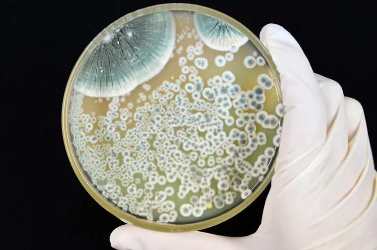 1. Penicilin: Jedan od najpoznatijih slučajnih otkrića dogodio se tijekom istraživanja Alexandera Fleminga dok je proučavao rast bakterije Staphylococcus aureus. Nekoliko tjedana nakon što je ostavio uzorke na stolu, primijetio je da je plijesan Penicillium notatum spriječila njihov daljnji rast.