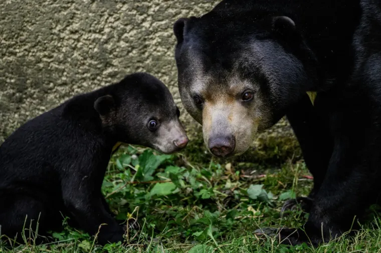 Ma pogledajte vi tu slatku njuškicu: Pripada jedinstvenoj vrsti medvjeda, najmanjoj, ali vrlo lukavoj!
