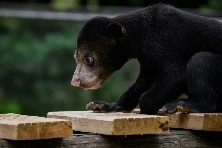 Ma pogledajte vi tu slatku nju&scaron;kicu: Pripada jedinstvenoj vrsti medvjeda, najmanjoj, ali vrlo lukavoj!