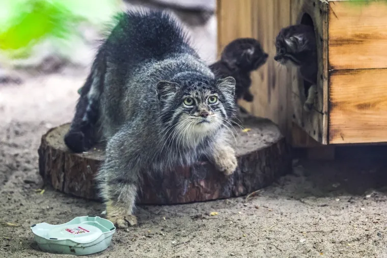 Ove ljepotice nazivaju macama s najljep&scaron;im izrazima lica: Znate li &scaron;to je jo&scaron; zanimljivo? Uopće ne mijauču