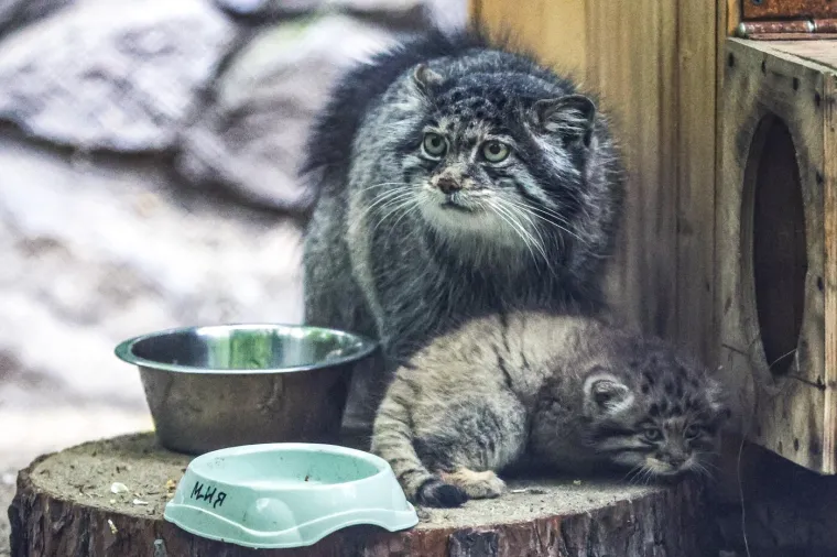 Ove ljepotice nazivaju macama s najljep&scaron;im izrazima lica: Znate li &scaron;to je jo&scaron; zanimljivo? Uopće ne mijauču