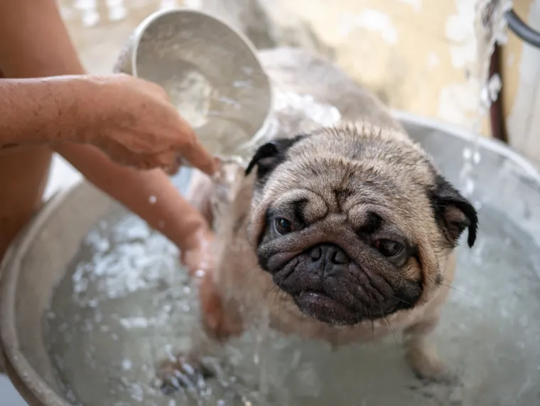 Stručnjaci upozoravaju: Ove stvari va&scaron; pas mrzi, a vi toga niste ni svjesni