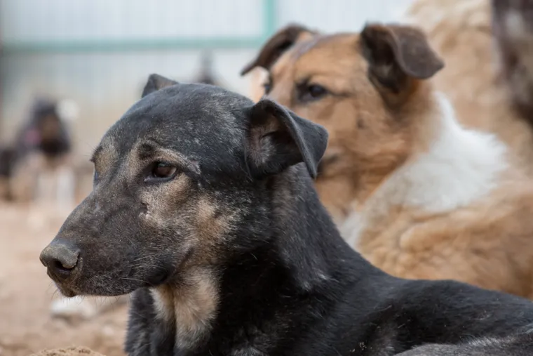 Stručnjaci upozoravaju: Ove stvari va&scaron; pas mrzi, a vi toga niste ni svjesni