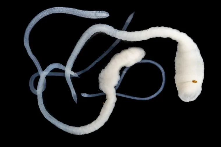 Signali za uzbunu: Ovo su simptomi 15 skrivenih bolesti koje mogu biti kobne za psa