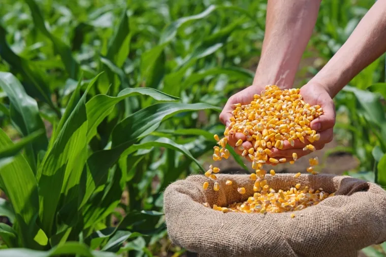 Dugo traju: S ovih 30 zdravih namirnica možete stvoriti kvalitetne i zdrave zalihe za svaku priliku
