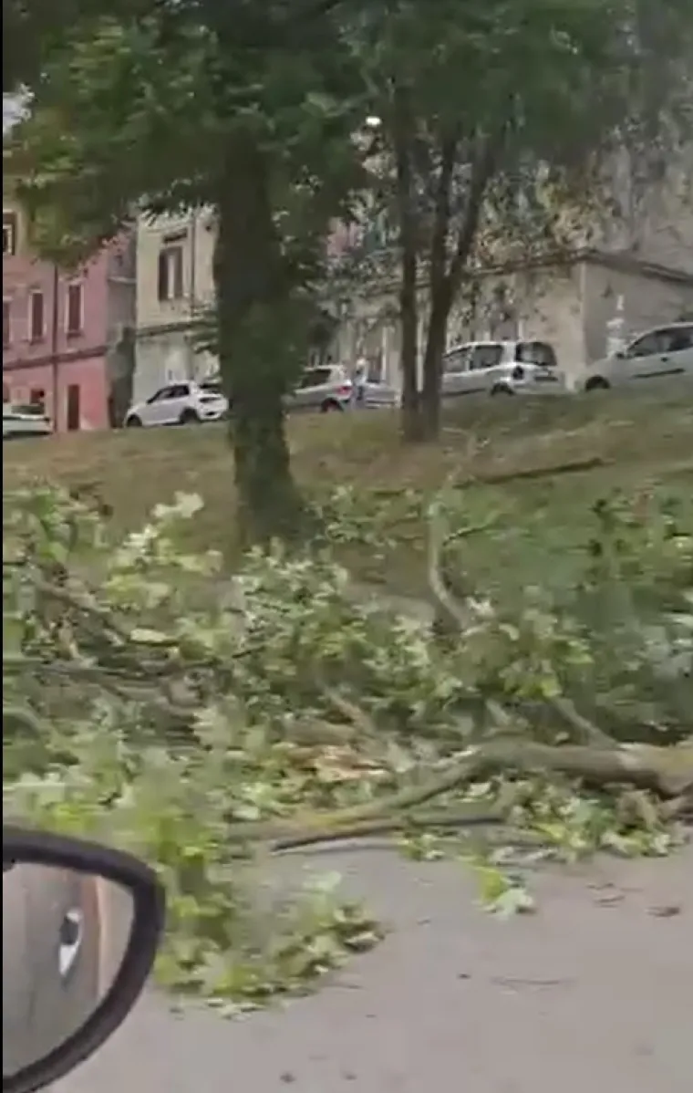 Nevrijeme protutnjalo dijelom Hrvatske: Pogledajte nevjerojatne prizore iščupanih stabala