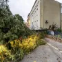 Nevrijeme protutnjalo dijelom Hrvatske: Pogledajte nevjerojatne prizore iščupanih stabala