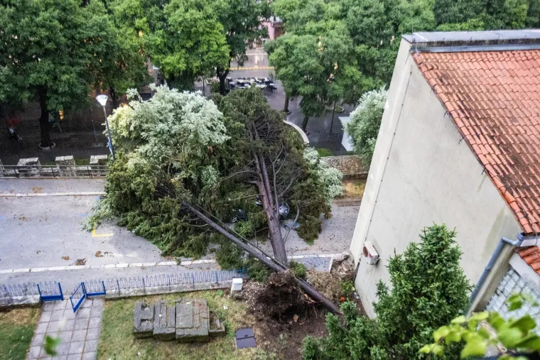 Nevrijeme protutnjalo dijelom Hrvatske: Pogledajte nevjerojatne prizore iščupanih stabala