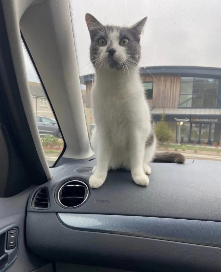 Nestala maca pronađena 640 kilometara od kuće! Otkriveno je kako je to genijalka uspjela izvesti