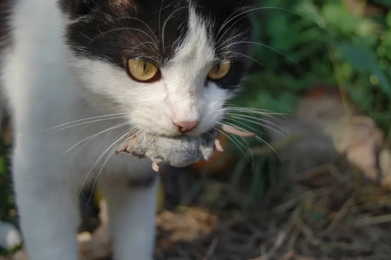 Tajni jezik mačaka: Svakodnevno rade 20 stvari, a evo što vam time poručuju
