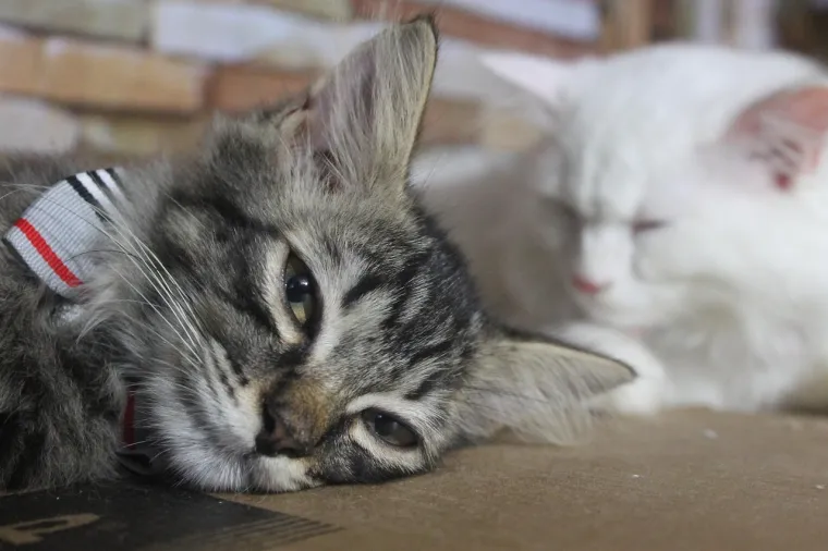 Tajni jezik mačaka: Svakodnevno rade 20 stvari, a evo &scaron;to vam time poručuju