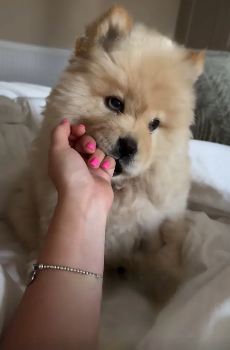 Preslatka i pufasta poput polarnog medvjedića: Bori se s velikim izazovom, ali rastapa brojna srca