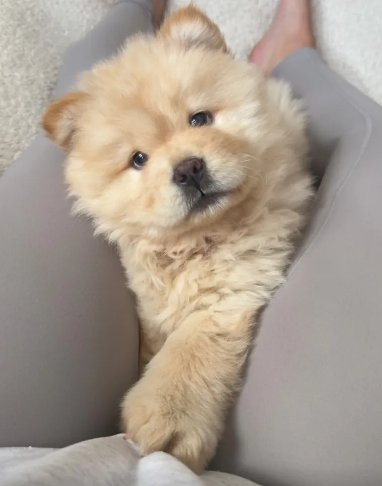 Preslatka i pufasta poput polarnog medvjedića: Bori se s velikim izazovom, ali rastapa brojna srca