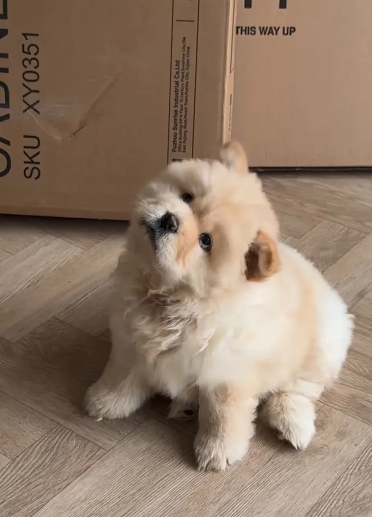 Preslatka i pufasta poput polarnog medvjedića: Bori se s velikim izazovom, ali rastapa brojna srca