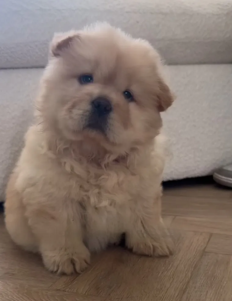 Preslatka i pufasta poput polarnog medvjedića: Bori se s velikim izazovom, ali rastapa brojna srca