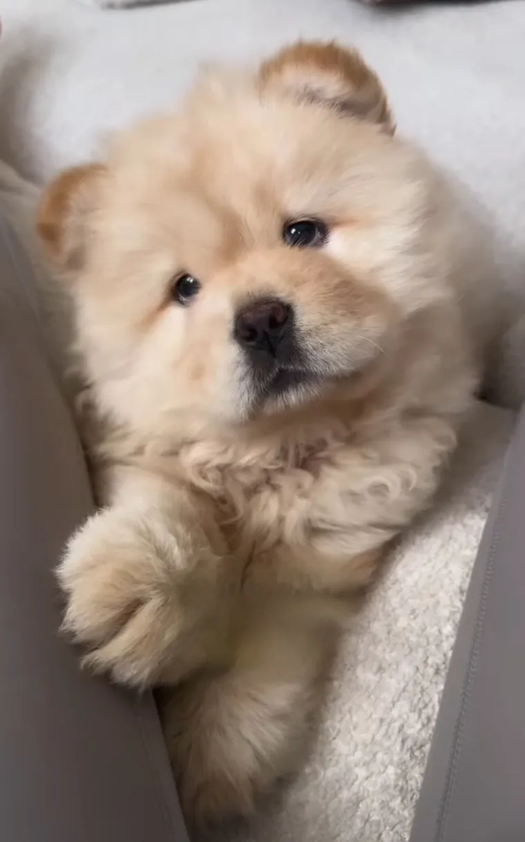 Preslatka i pufasta poput polarnog medvjedića: Bori se s velikim izazovom, ali rastapa brojna srca