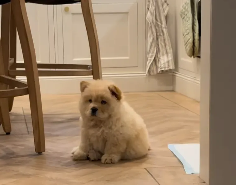 Preslatka i pufasta poput polarnog medvjedića: Bori se s velikim izazovom, ali rastapa brojna srca