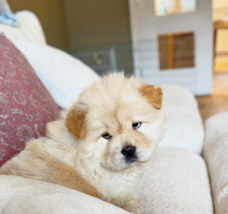 Preslatka i pufasta poput polarnog medvjedića: Bori se s velikim izazovom, ali rastapa brojna srca