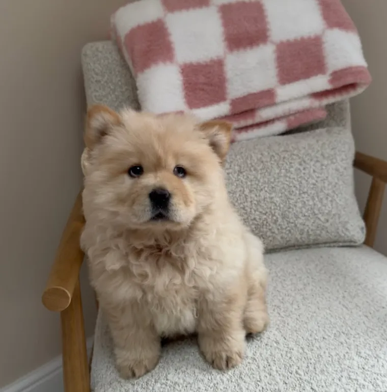 Preslatka i pufasta poput polarnog medvjedića: Bori se s velikim izazovom, ali rastapa brojna srca