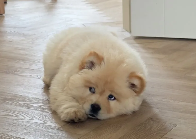 Preslatka i pufasta poput polarnog medvjedića: Bori se s velikim izazovom, ali rastapa brojna srca