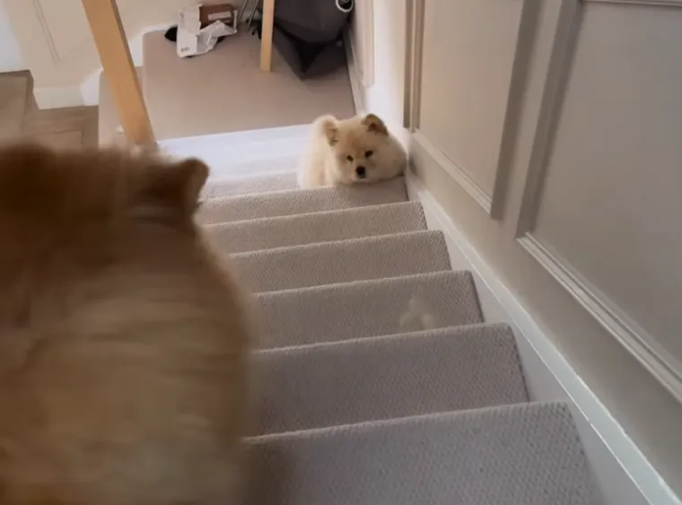 Preslatka i pufasta poput polarnog medvjedića: Slijepa od rođenja, ali rastapa brojna srca