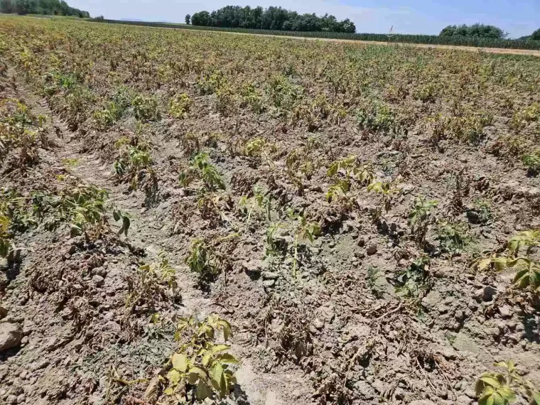 Potresni prizori iz hrvatskog kraja, prijete im strašne posljedice: 'Cijene hrane opet će podivljati'
