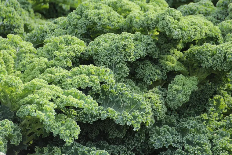 Ovih 30 namirnica su nutritivni heroji: Uvrstite ih u prehranu i imat ćete više energije