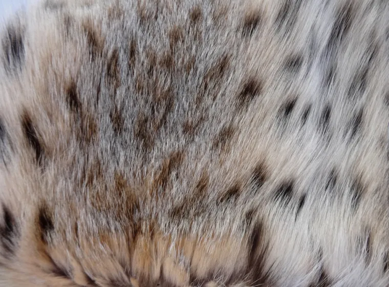 Dokaži se kao pravi poznavatelj mačaka i imaj barem pet točnih