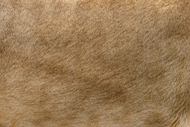 Dokaži se kao pravi poznavatelj mačaka i imaj barem pet točnih