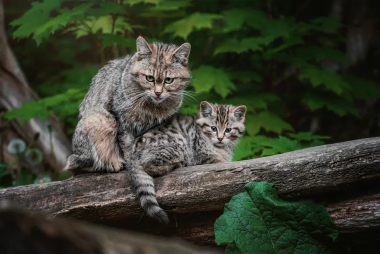 Dokaži se kao pravi poznavatelj mačaka i imaj barem pet točnih