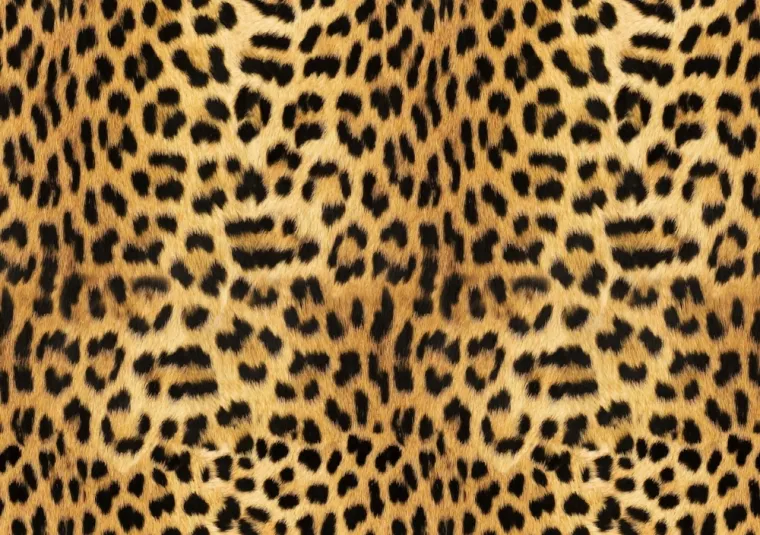 Dokaži se kao pravi poznavatelj mačaka i imaj barem pet točnih