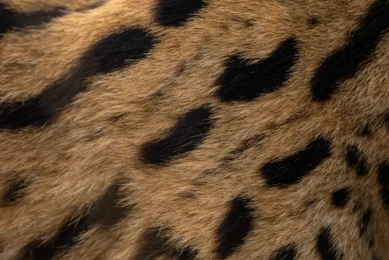 Dokaži se kao pravi poznavatelj mačaka i imaj barem pet točnih