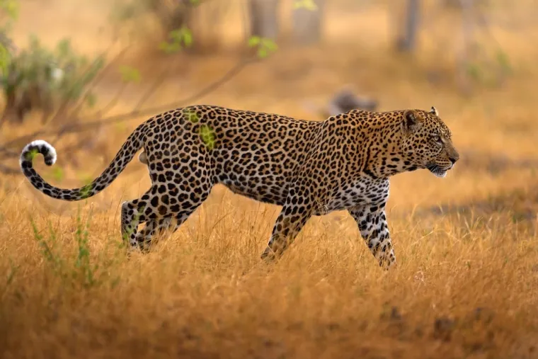 Dokaži se kao pravi poznavatelj mačaka i imaj barem pet točnih