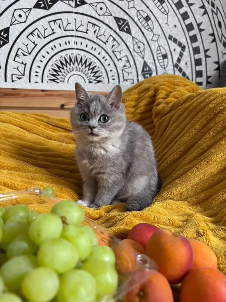 Ova maca ostat će zauvijek ovako mala i iz tog je razloga nova ljubimica interneta
