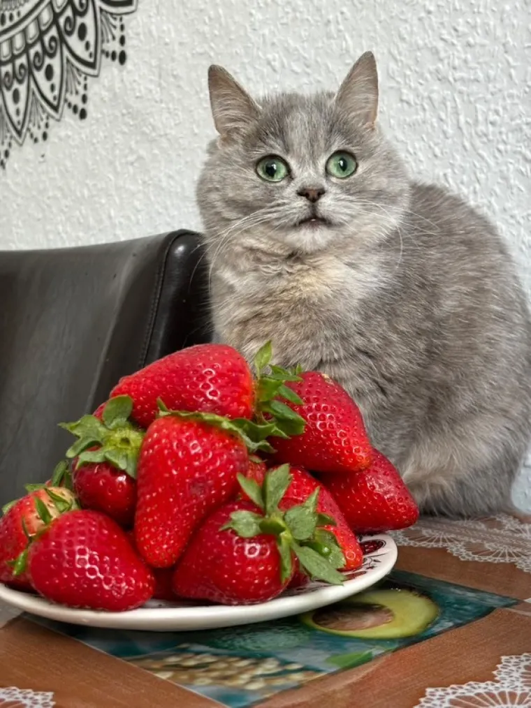 Ova maca ostat će zauvijek ovako mala i iz tog je razloga nova ljubimica interneta