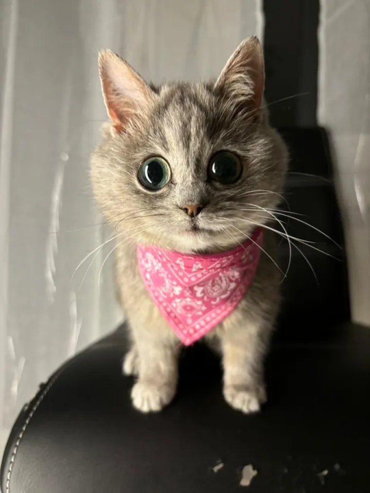 Ova maca ostat će zauvijek ovako mala i iz tog je razloga nova ljubimica interneta