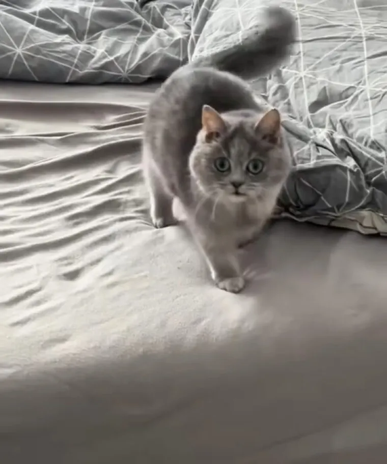 Ova maca ostat će zauvijek ovako mala i iz tog je razloga nova ljubimica interneta