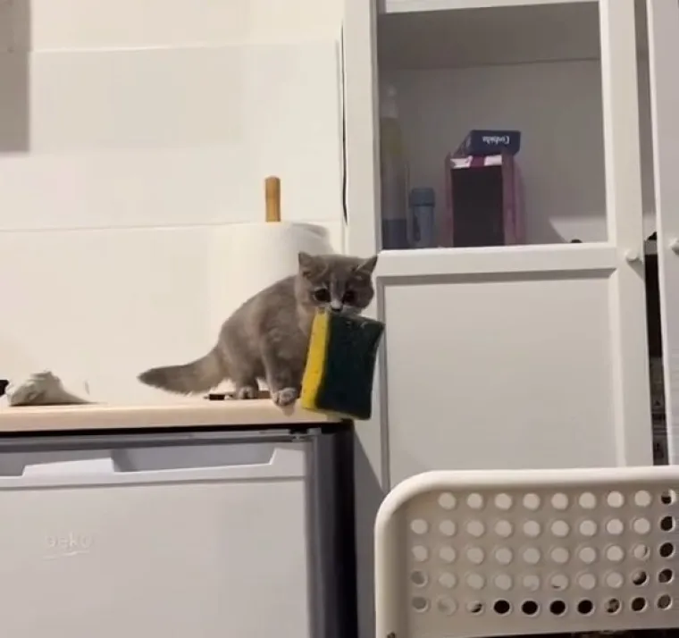 Ova maca ostat će zauvijek ovako mala i iz tog je razloga nova ljubimica interneta