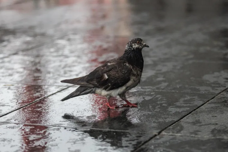 Ovom paru ni ki&scaron;a nije pokvarila tmurnu atmosferu u srcu Zagreba