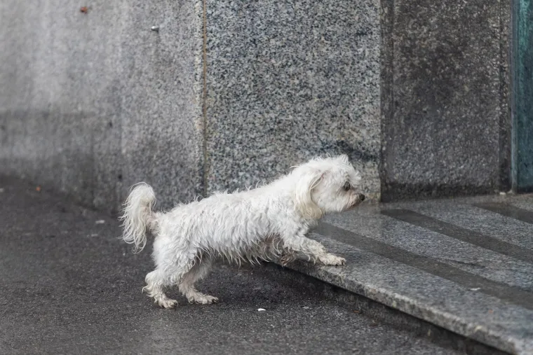 Ovom paru ni ki&scaron;a nije pokvarila tmurnu atmosferu u srcu Zagreba
