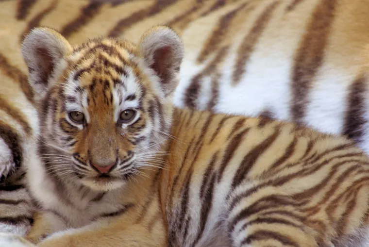 Najkarizmatičniji, ali najugroženiji: Danas je njihov Međunarodni dan, evo za&scaron;to se obilježava