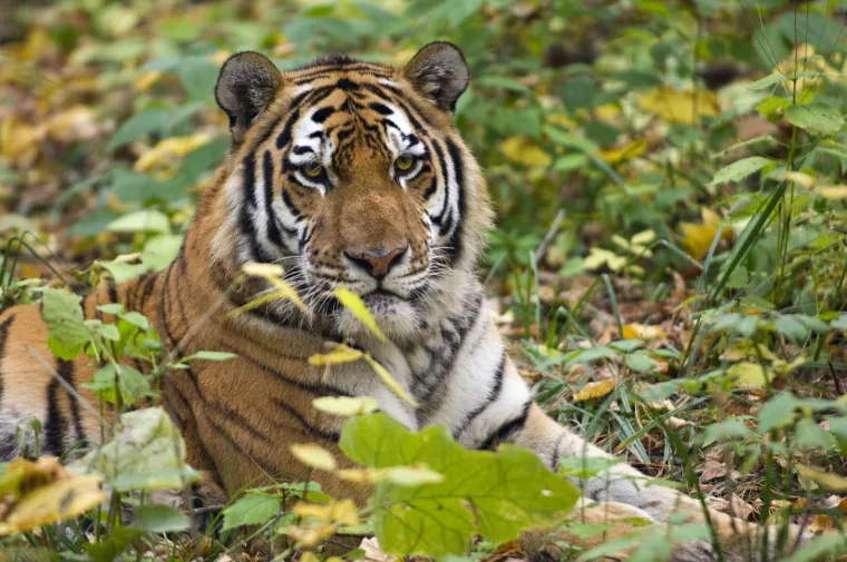 Najkarizmatičniji, ali najugroženiji: Danas je njihov Međunarodni dan, evo za&scaron;to se obilježava