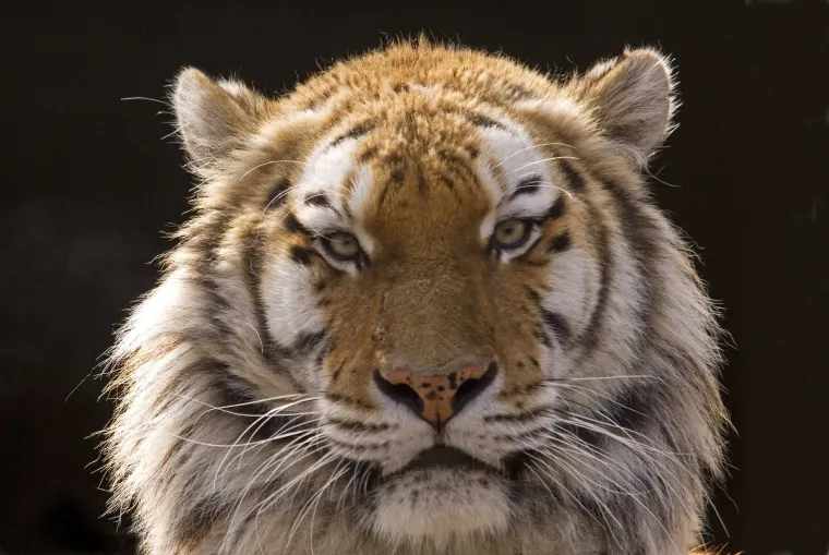 Najkarizmatičniji, ali najugroženiji: Danas je njihov Međunarodni dan, evo za&scaron;to se obilježava