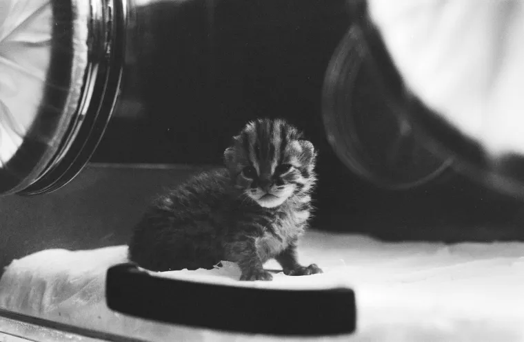 Najkarizmatičniji, ali najugroženiji: Danas je njihov Međunarodni dan, evo za&scaron;to se obilježava