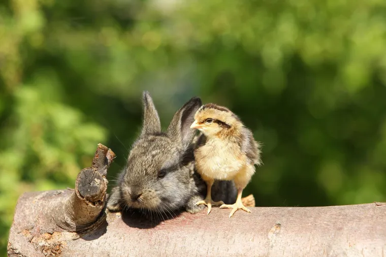 Ovo su najslađa i najčudnija prijateljstva koja ćete ikada vidjeti: Njihova ljubav će vas raznježiti