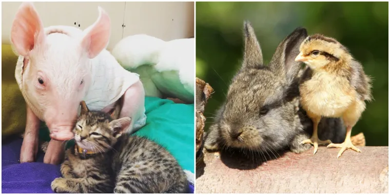 Ovo su najslađa i najčudnija prijateljstva koja ćete ikada vidjeti: Njihova ljubav će vas raznježiti